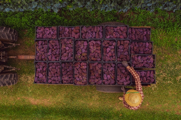 Materie prime Dop o Igp