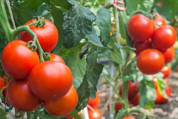 Analisi Made in Italy di TEHA (The European House – Ambrosetti)