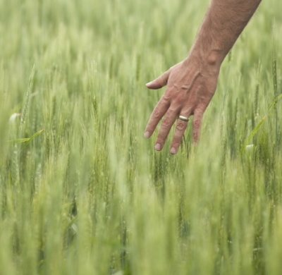 agrifoodnomismahp